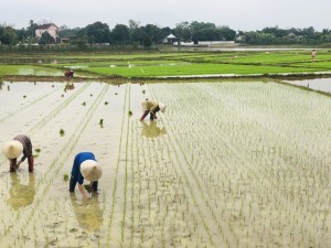 cấy lúa 2