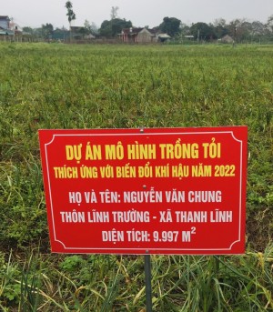mô hình tỏi