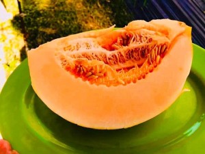 dưa vàng