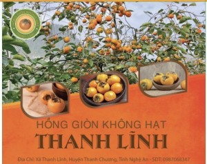 Hồng không hạt Thanh Lĩnh (Được ví như Nàng Công Chúa ngủ quên trong rừng)