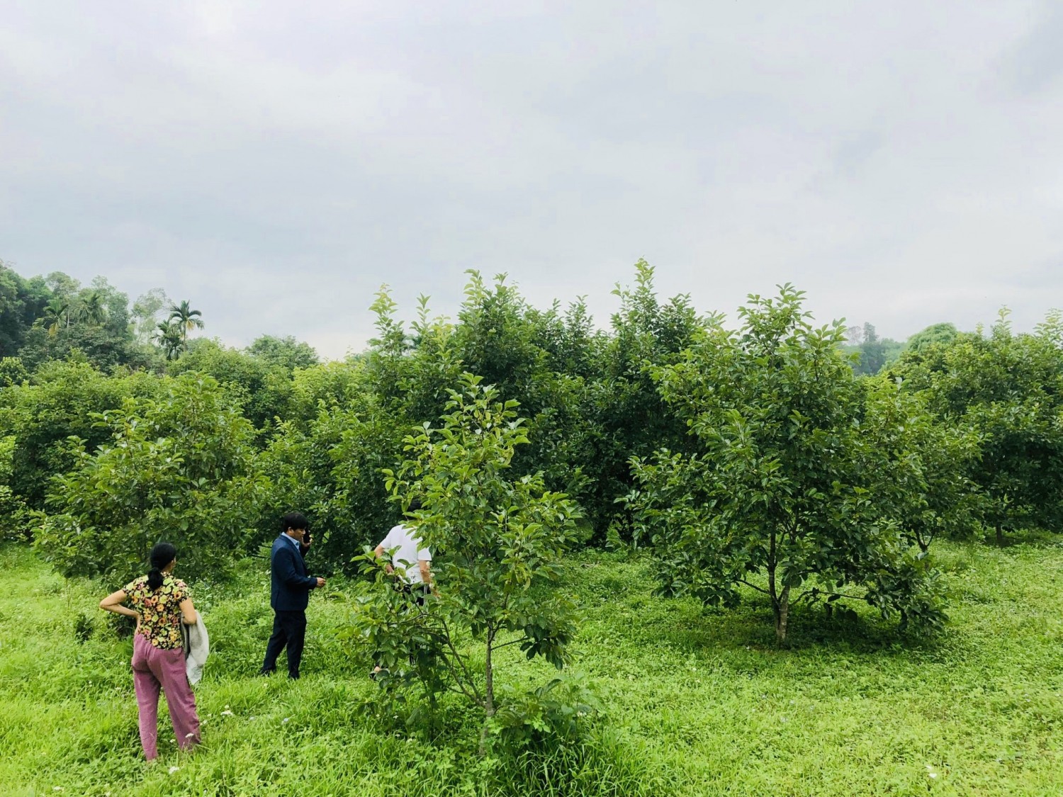 aa