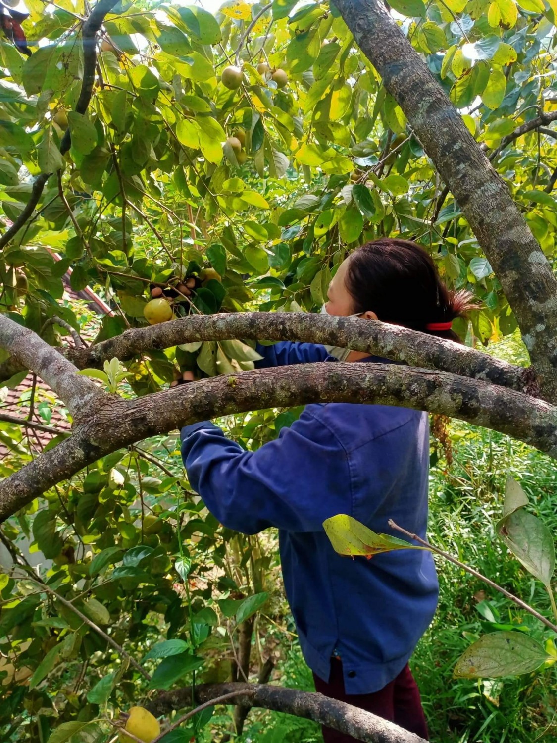 thu hoạch hồng