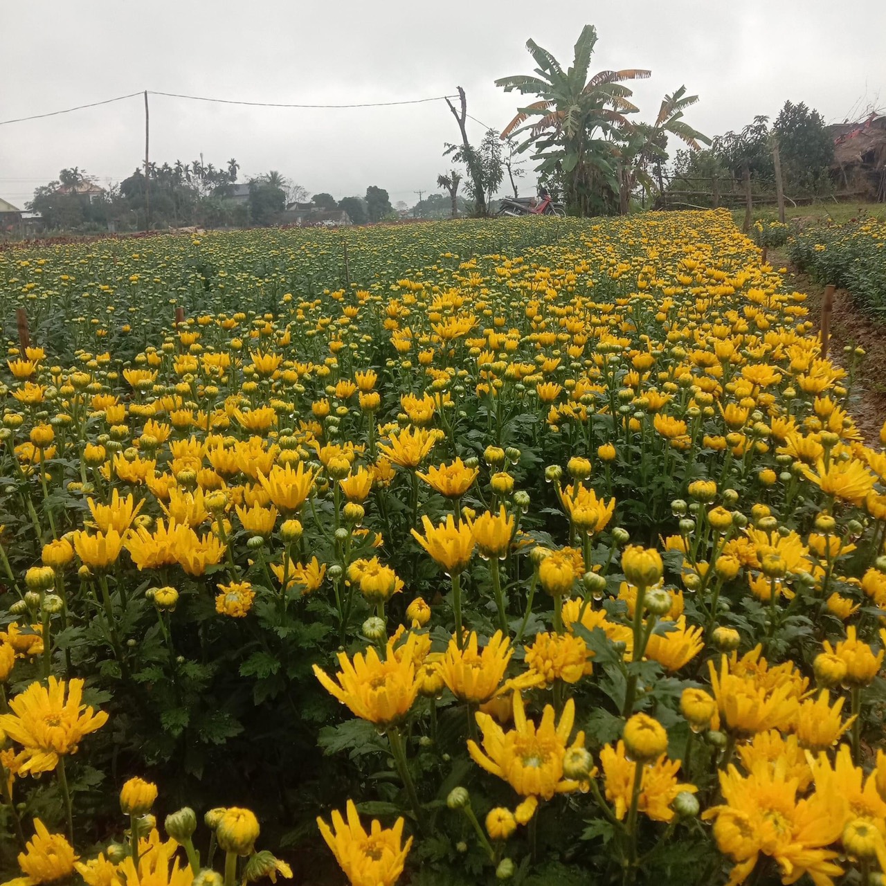 vườn cúc anh thắng