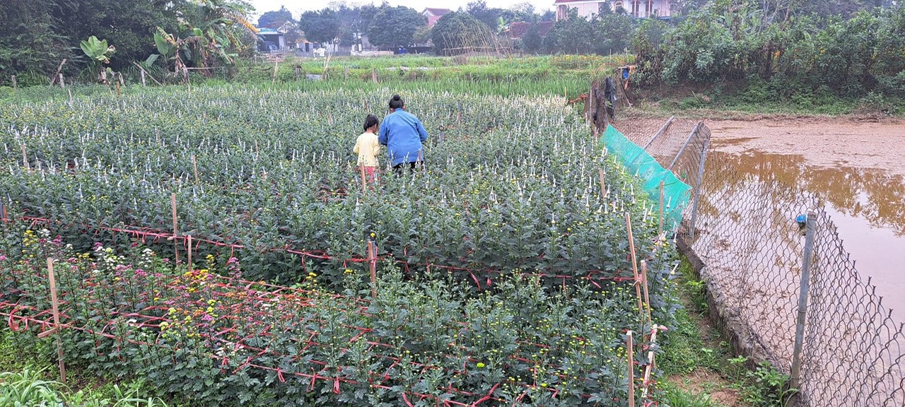 vườn cúc chị thuỷ