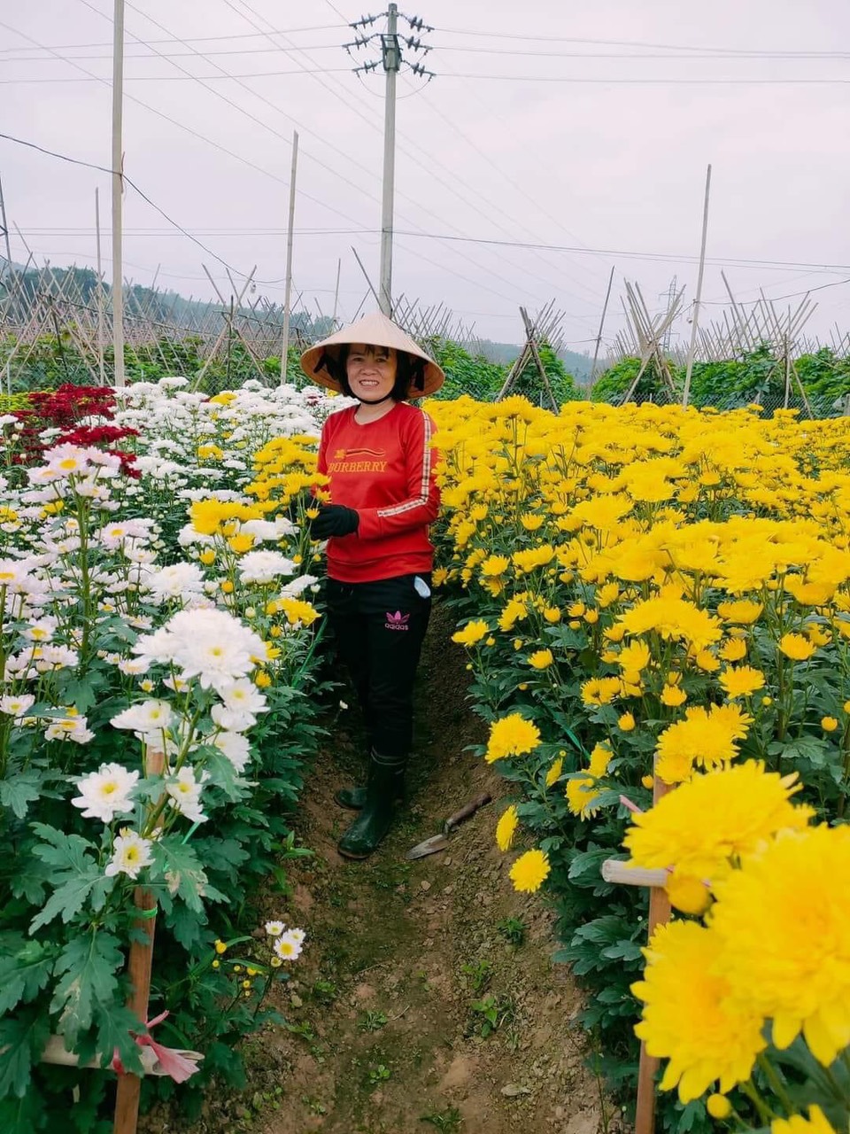 vườn cúc chị yên