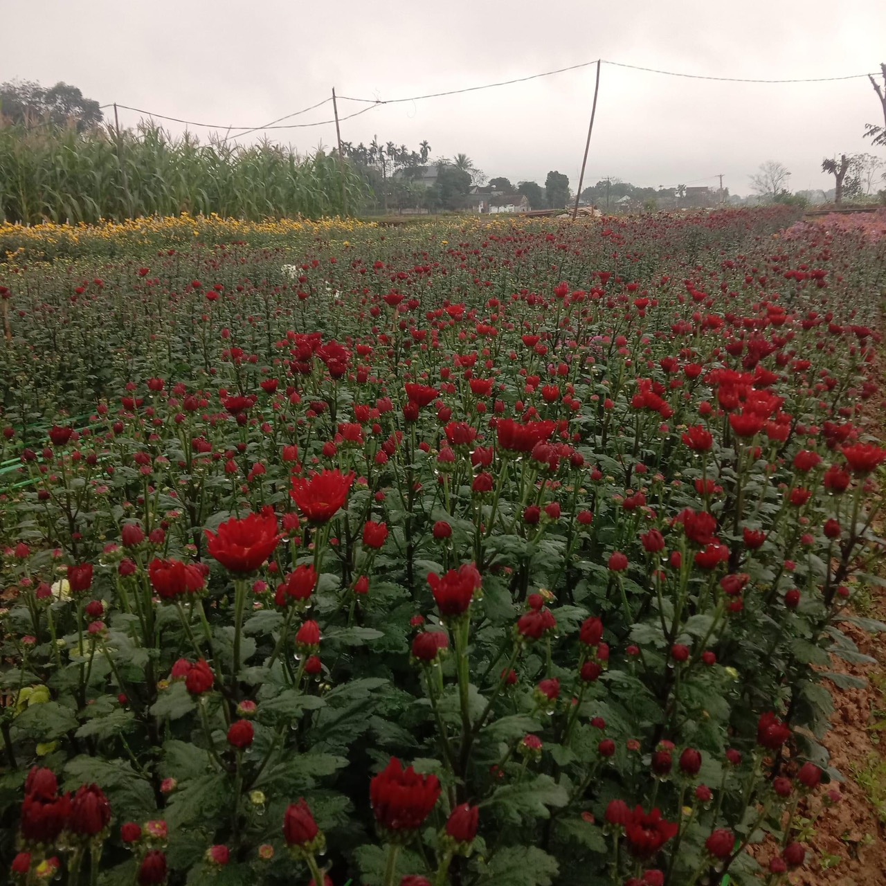 vườn cúc tháng 4