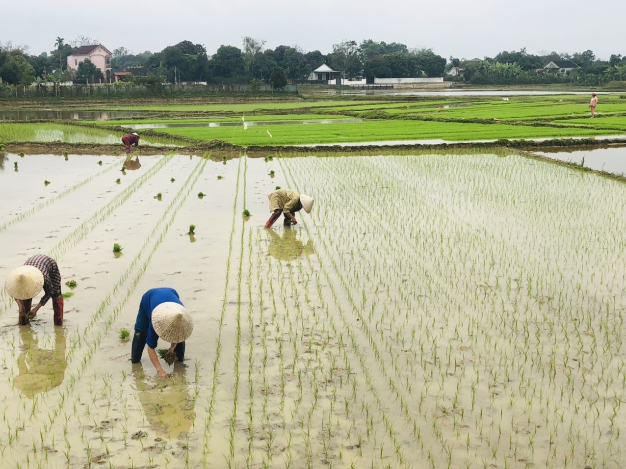 cấy lúa 2