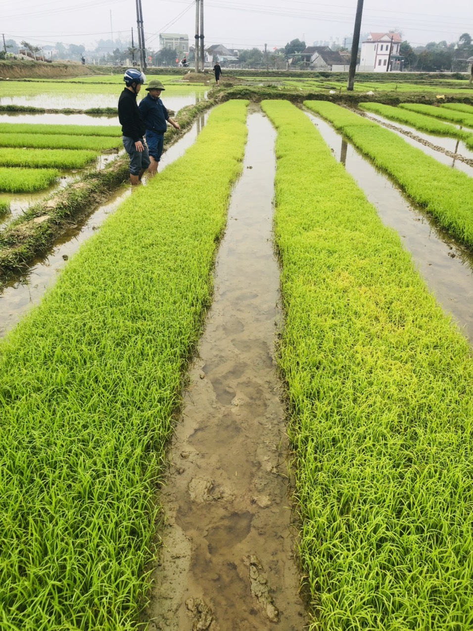 cây mạ