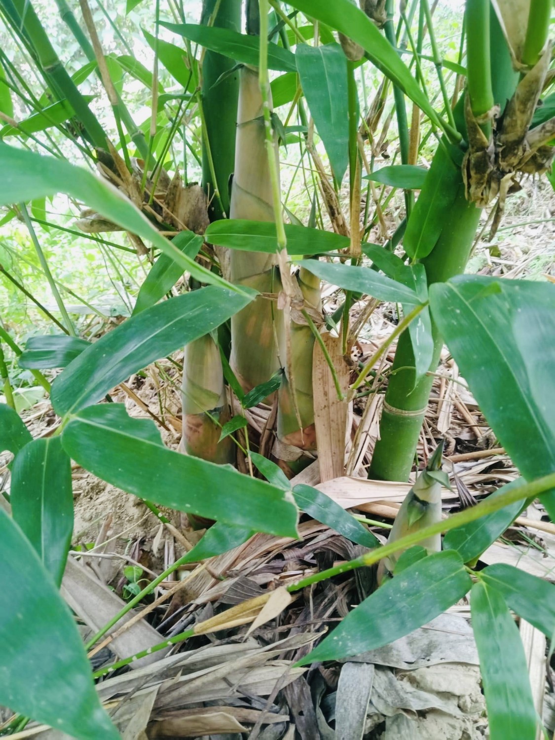 măng tre