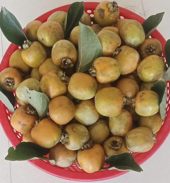 hồng 5
