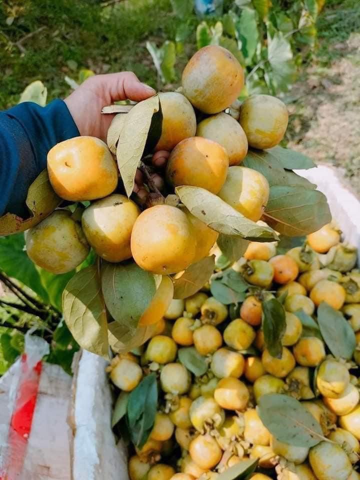 hồng