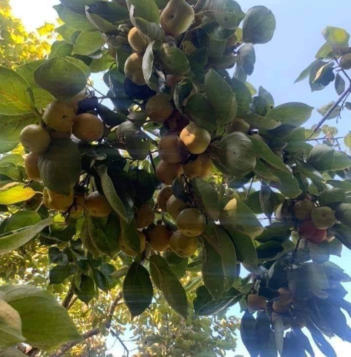 hồng1