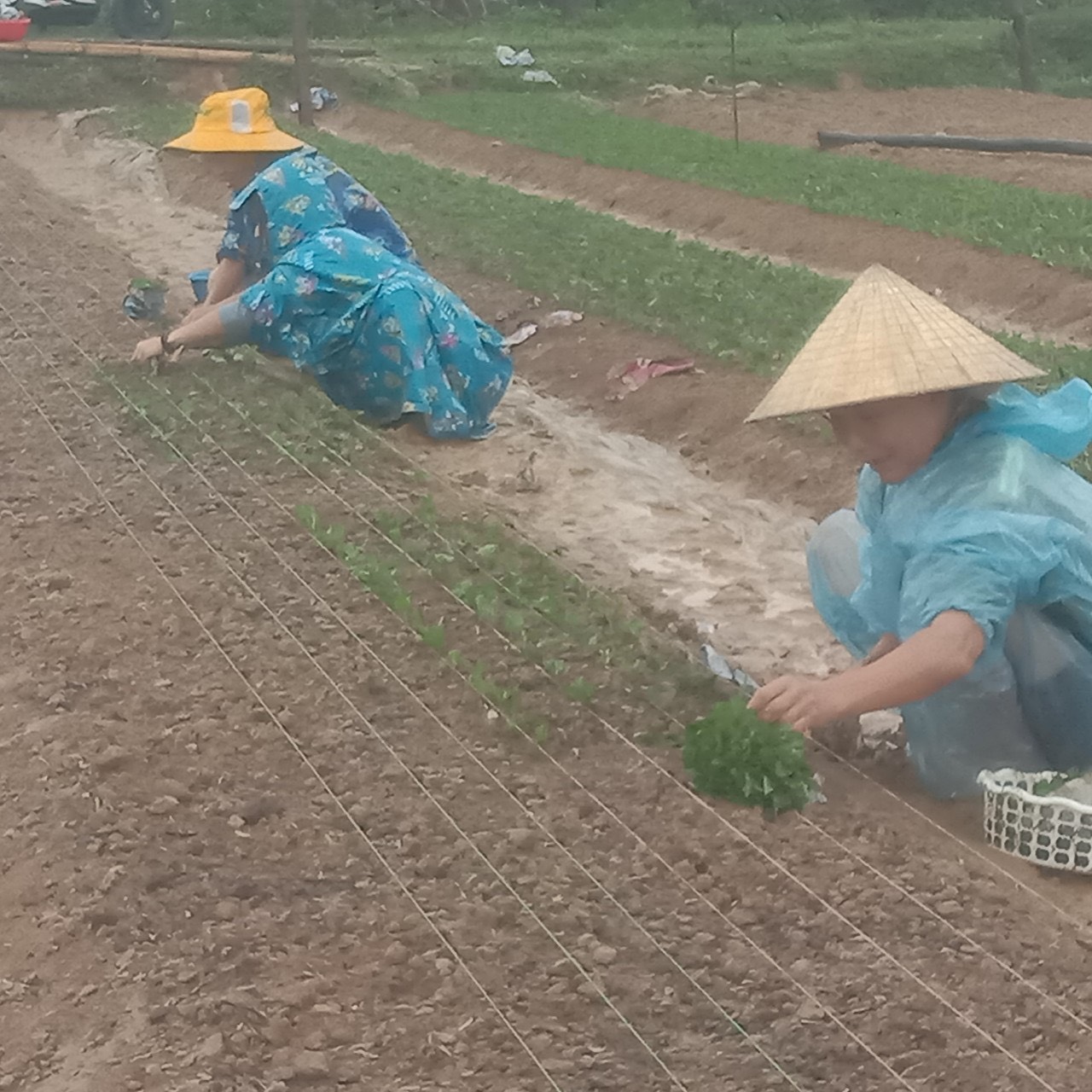 ngwoif trồng hoa 1