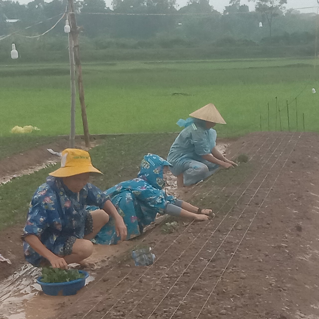 ngwoif trồng hoa